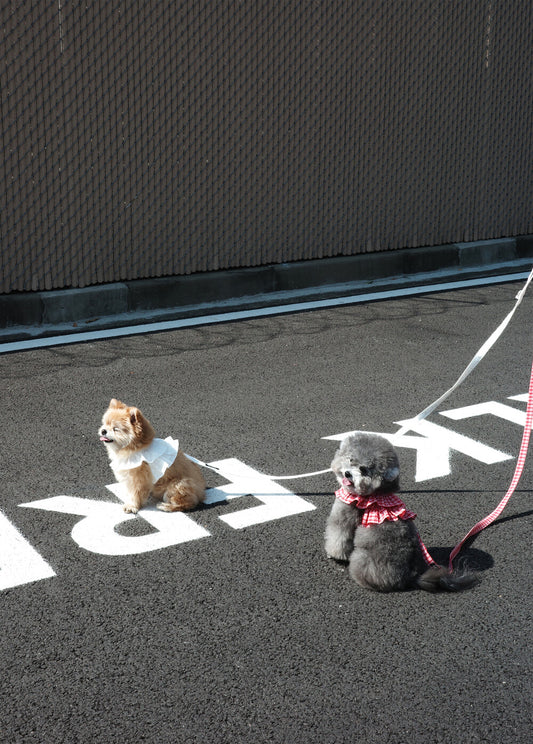 【予約(6月下旬入荷・発送分)】capeness no.17 leash _ Babyblue check
