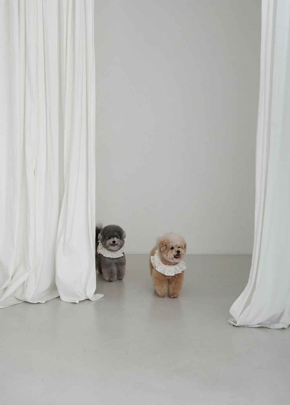 【予約】CAPENESS NO.20 _ MINI DOT