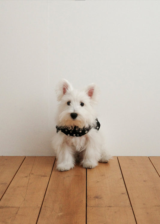 【予約】CAPENESS NO.24 _ Black