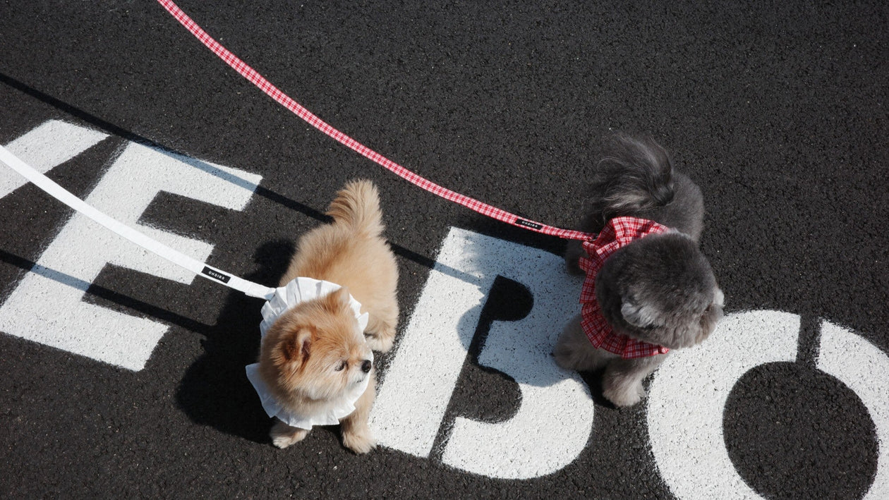OHDIBS｜犬用キャリー・スリングバッグと洗練された韓国犬用品