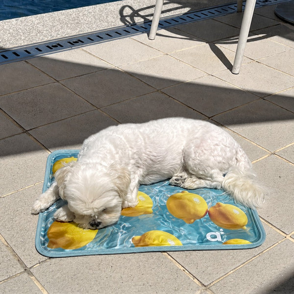 【予約】Lemon Cool Mat（単品購入不可）