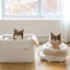 【予約】Basic cozy mung seat₊cushion