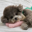 【予約】ANIMAL NOSEWORK TOY