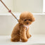 【予約】BENNYS MULTI LEASH