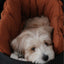 【予約】 DAY CARRY BAG (brick orange)｜犬用キャリーバッグ