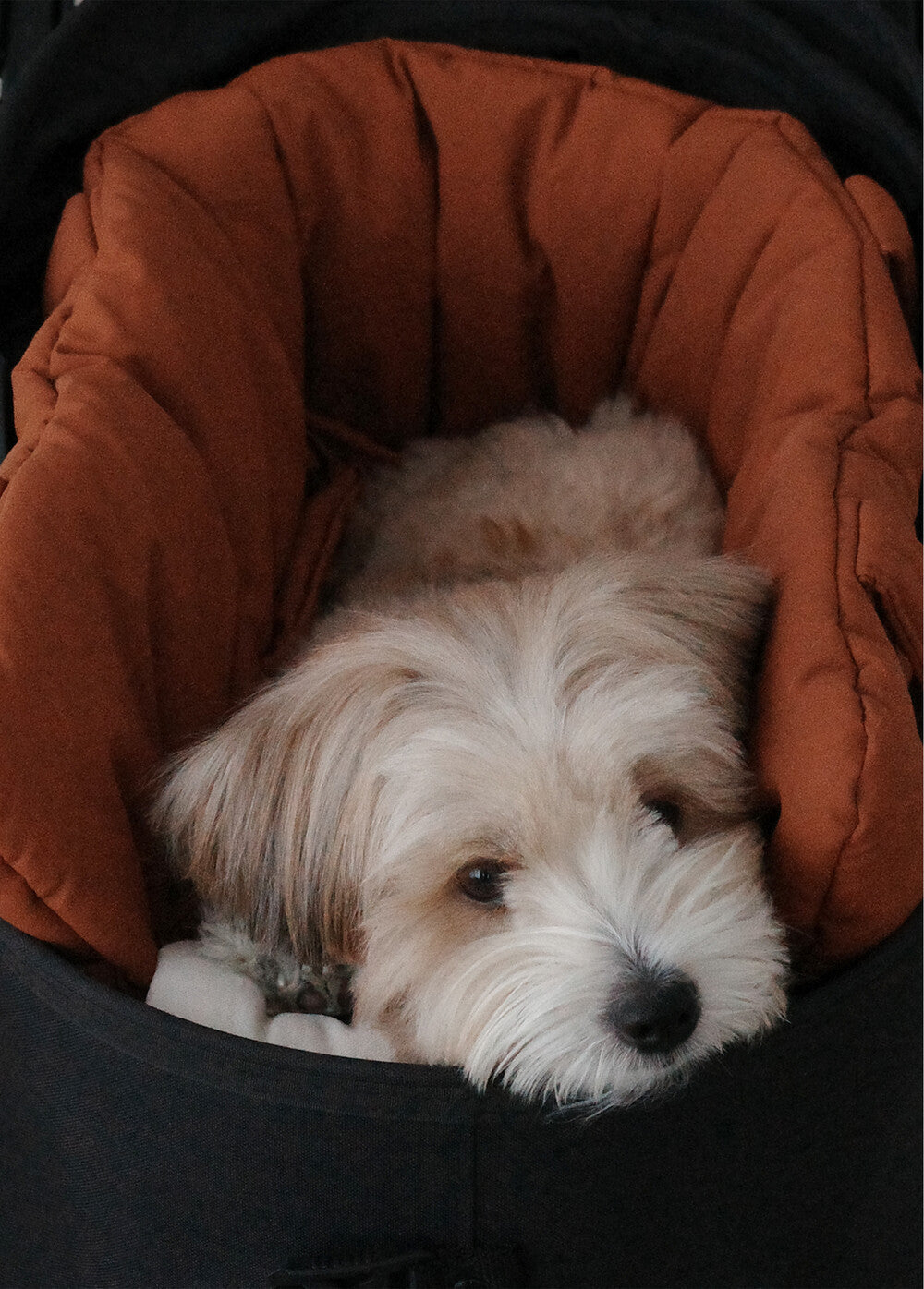 【予約】 DAY CARRY BAG (brick orange)｜犬用キャリーバッグ