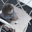 【予約】Homey Warmy Topper（※Pillow別売り）
