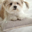 【予約】Mini Square Pillow