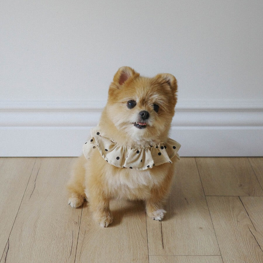 【予約】capeness no.13 _ Cream Dot