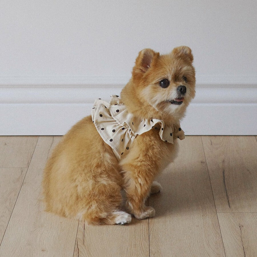 【予約】capeness no.13 _ Cream Dot