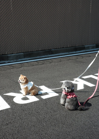 【予約（6月下旬入荷・発送分）】capeness no.17 leash _ Babyblue check
