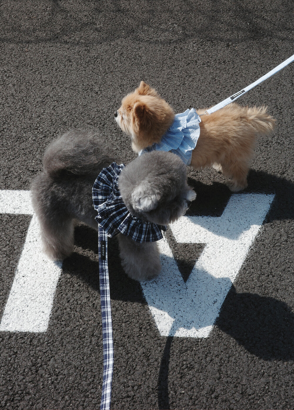 【予約】capeness no.16 _ Navy check