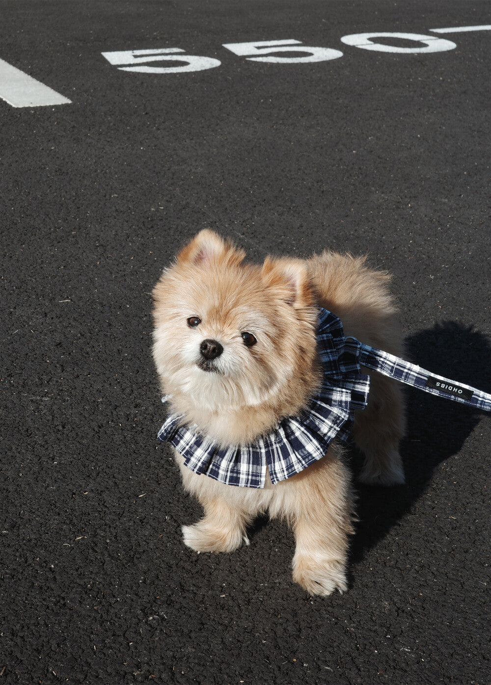 【予約】capeness no.16 _ Navy check