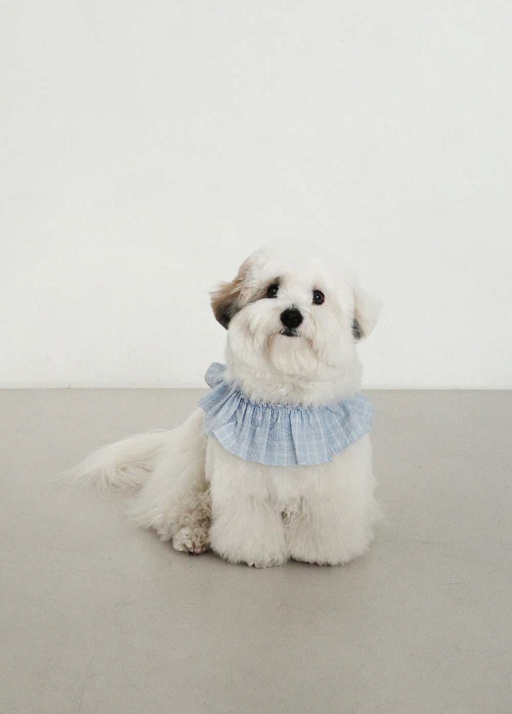 【一部即納】capeness no.17 _ Babyblue check