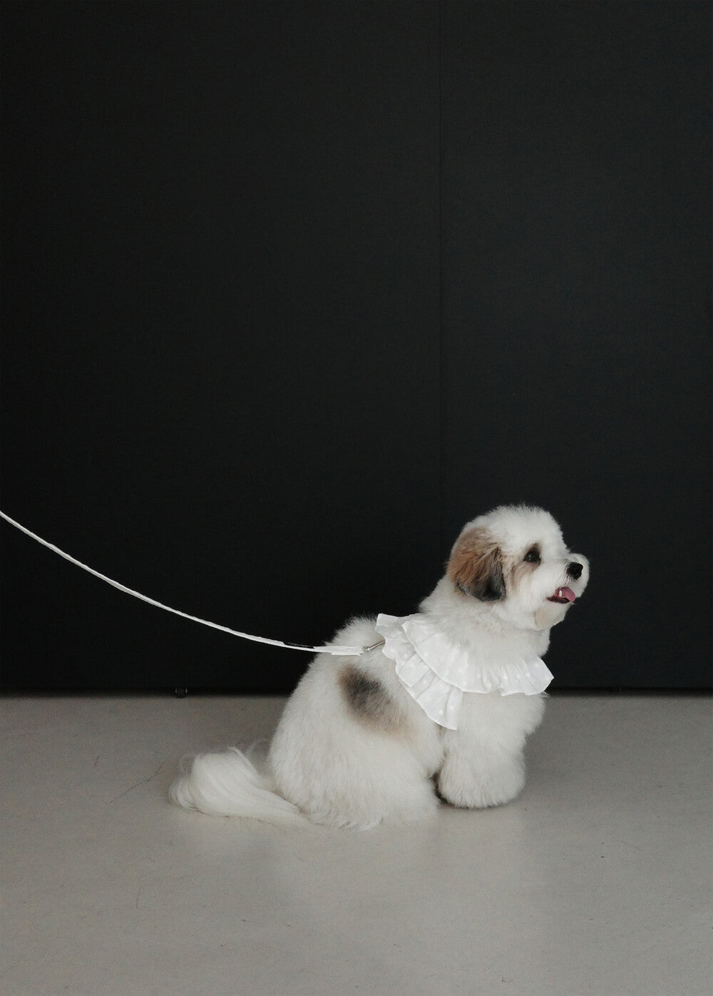 【予約】 capeness no.18 _ White