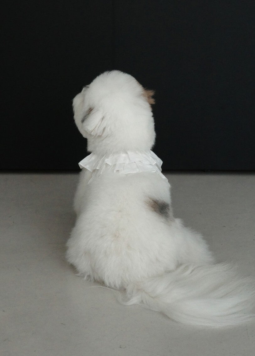 【予約】 capeness no.18 _ White