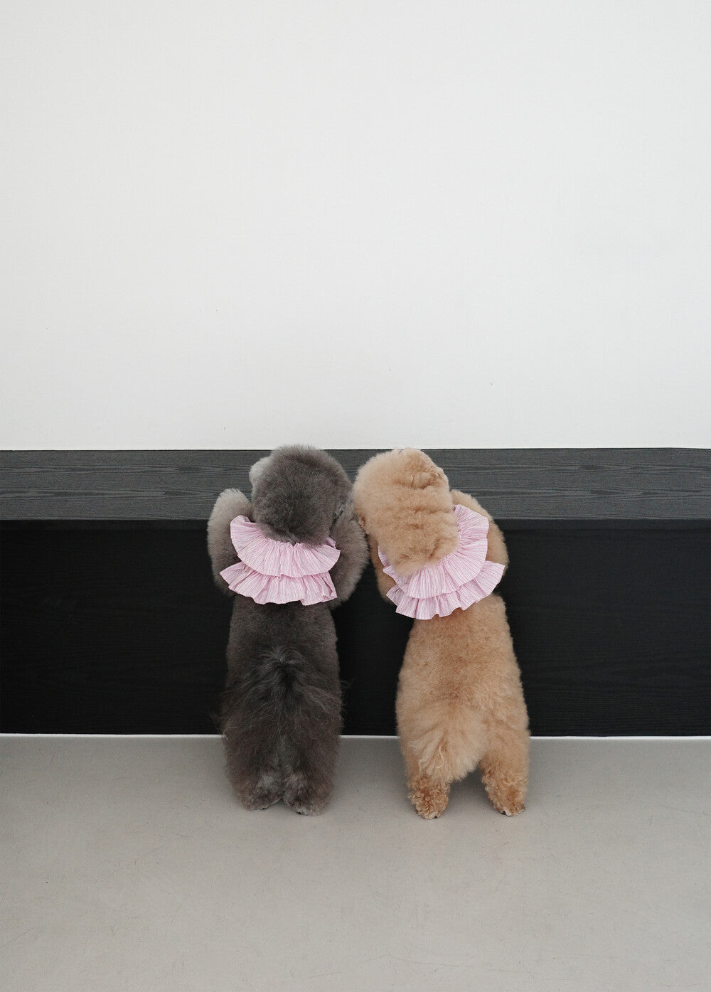 【予約】CAPENESS NO.19 _ PINK STRIPE