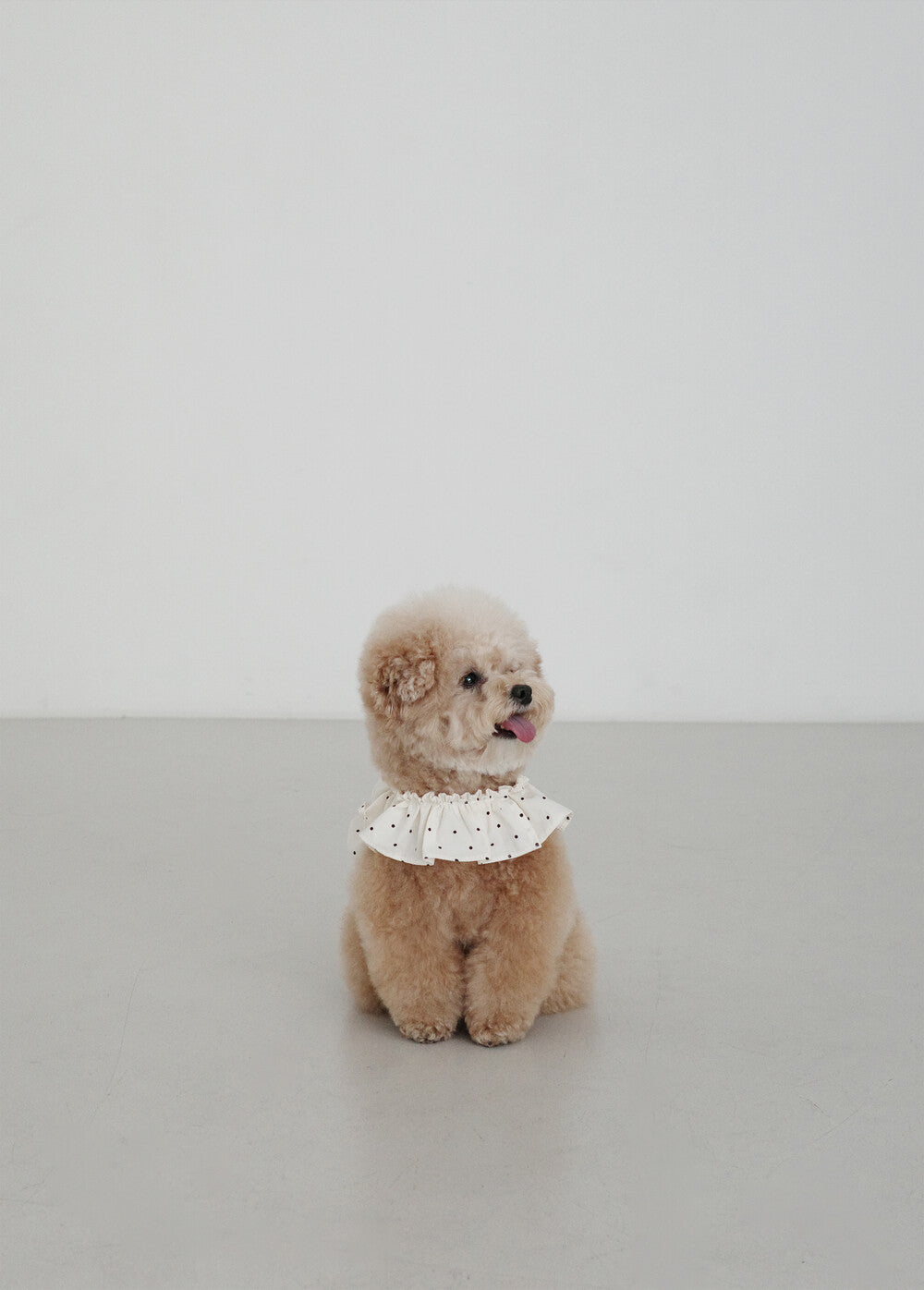 【予約】CAPENESS NO.20 _ MINI DOT