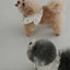【予約】CAPENESS NO.20 _ MINI DOT