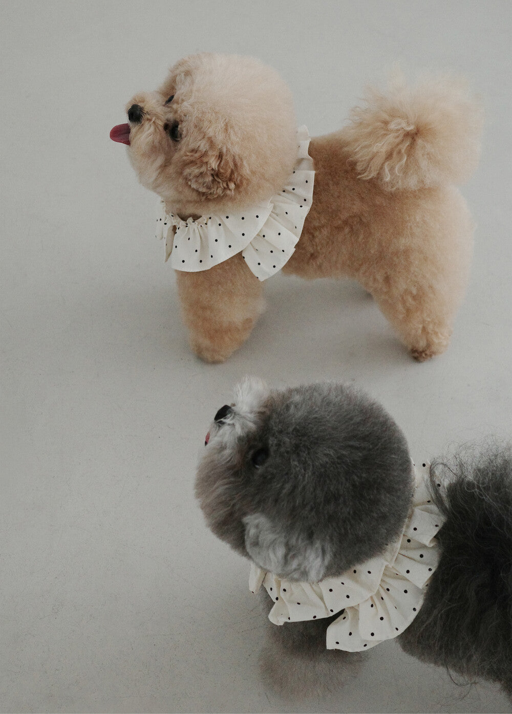 【予約】CAPENESS NO.20 _ MINI DOT