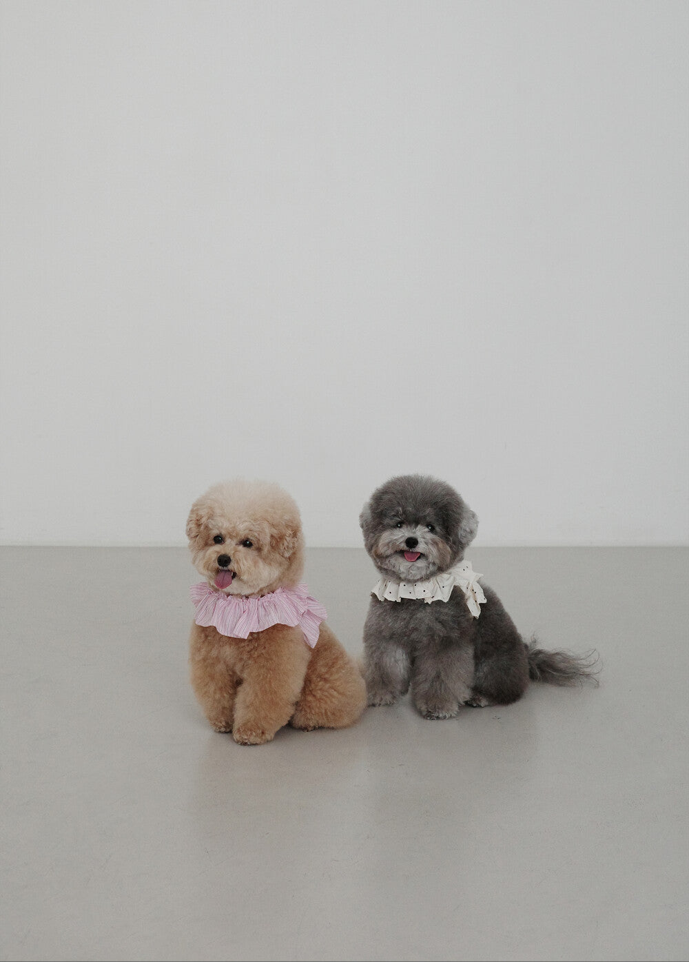 【予約】CAPENESS NO.19 _ PINK STRIPE