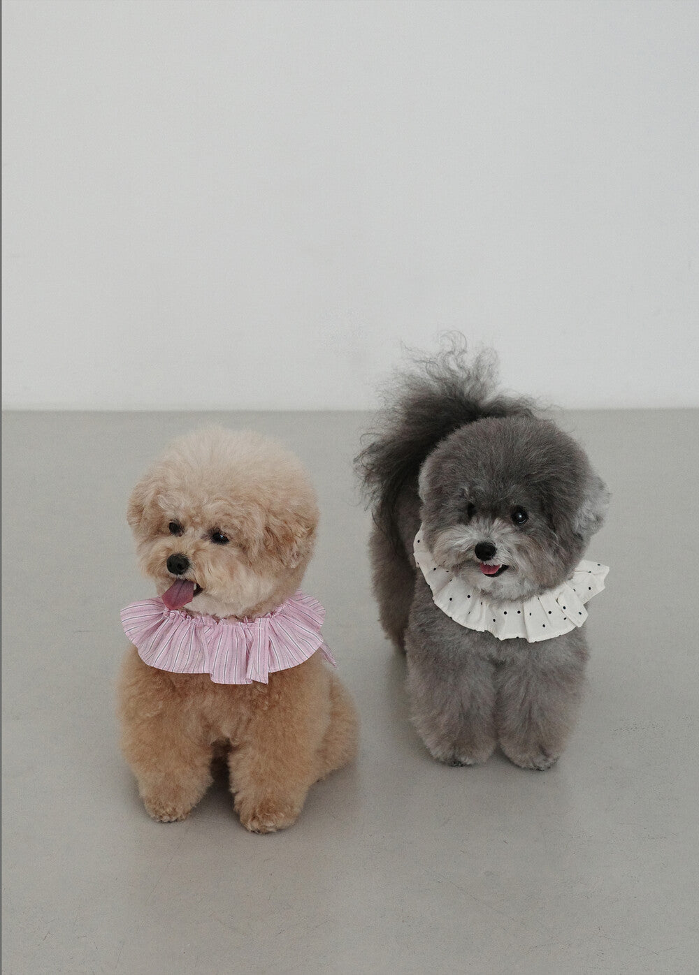 【予約】CAPENESS NO.19 _ PINK STRIPE