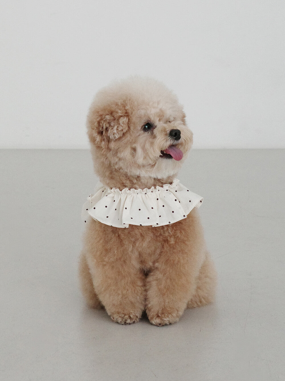 【予約】CAPENESS NO.20 _ MINI DOT