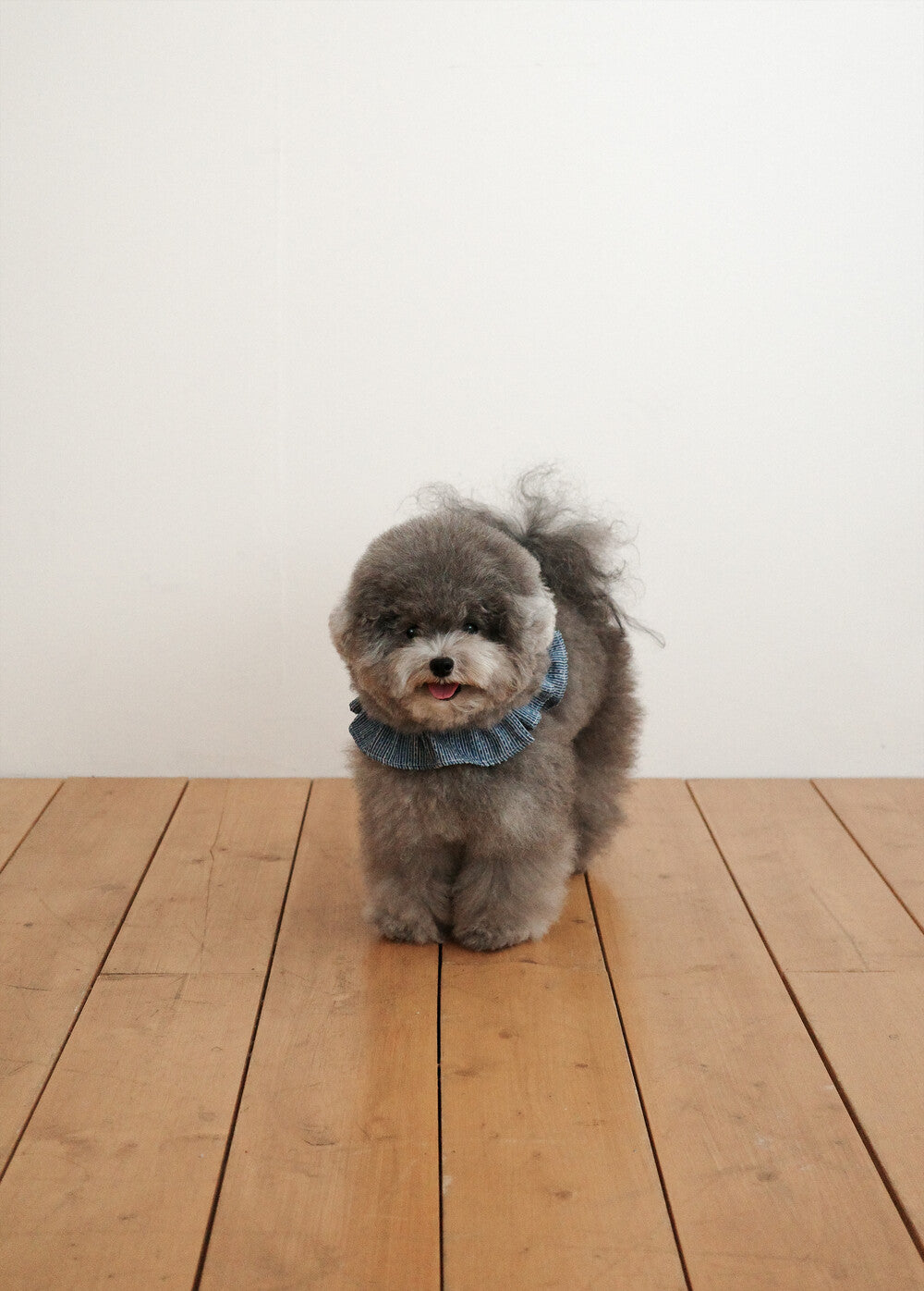 【予約】CAPENESS NO.21 _ vintage denim