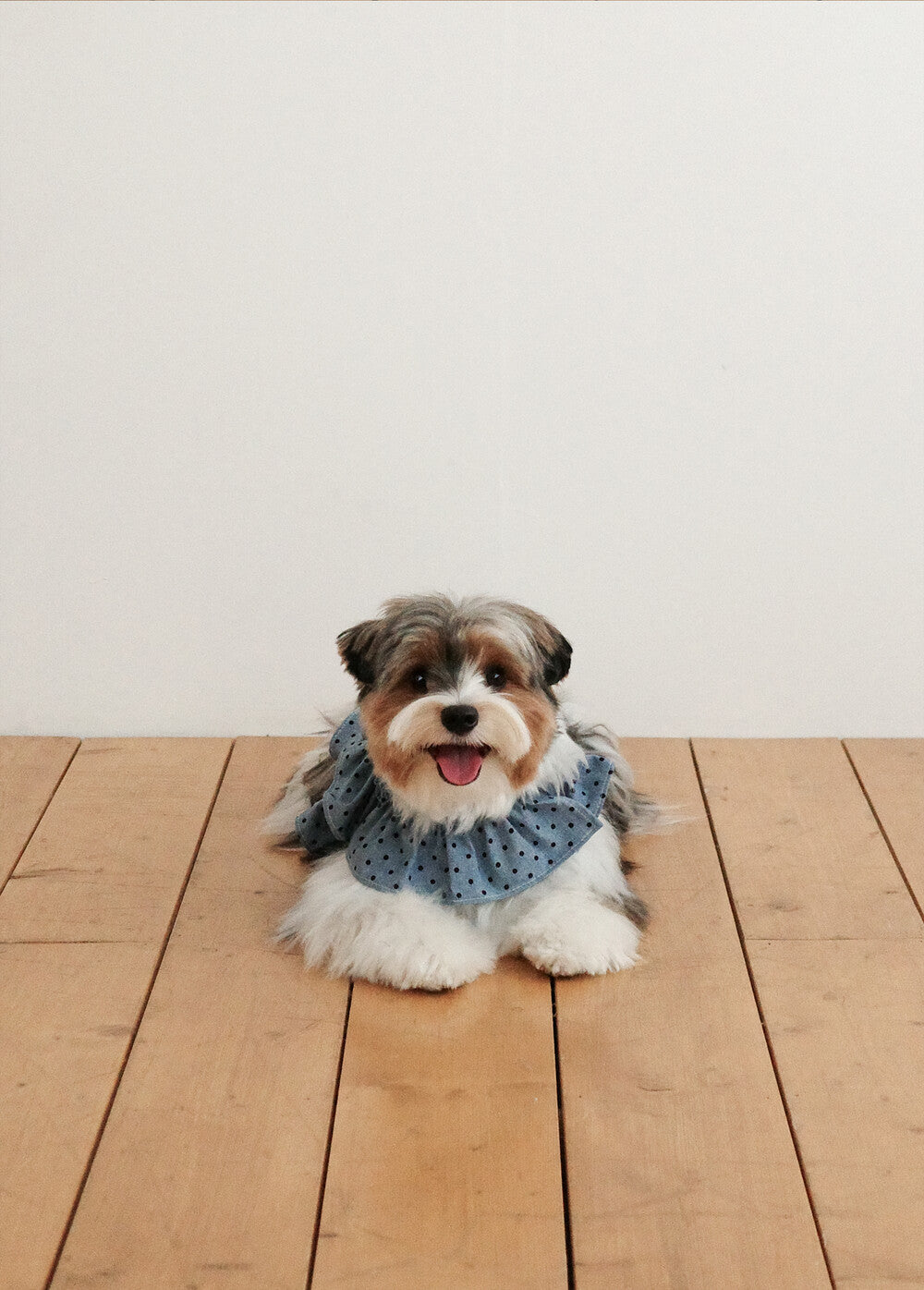 【予約】CAPENESS NO.22 _ dot denim