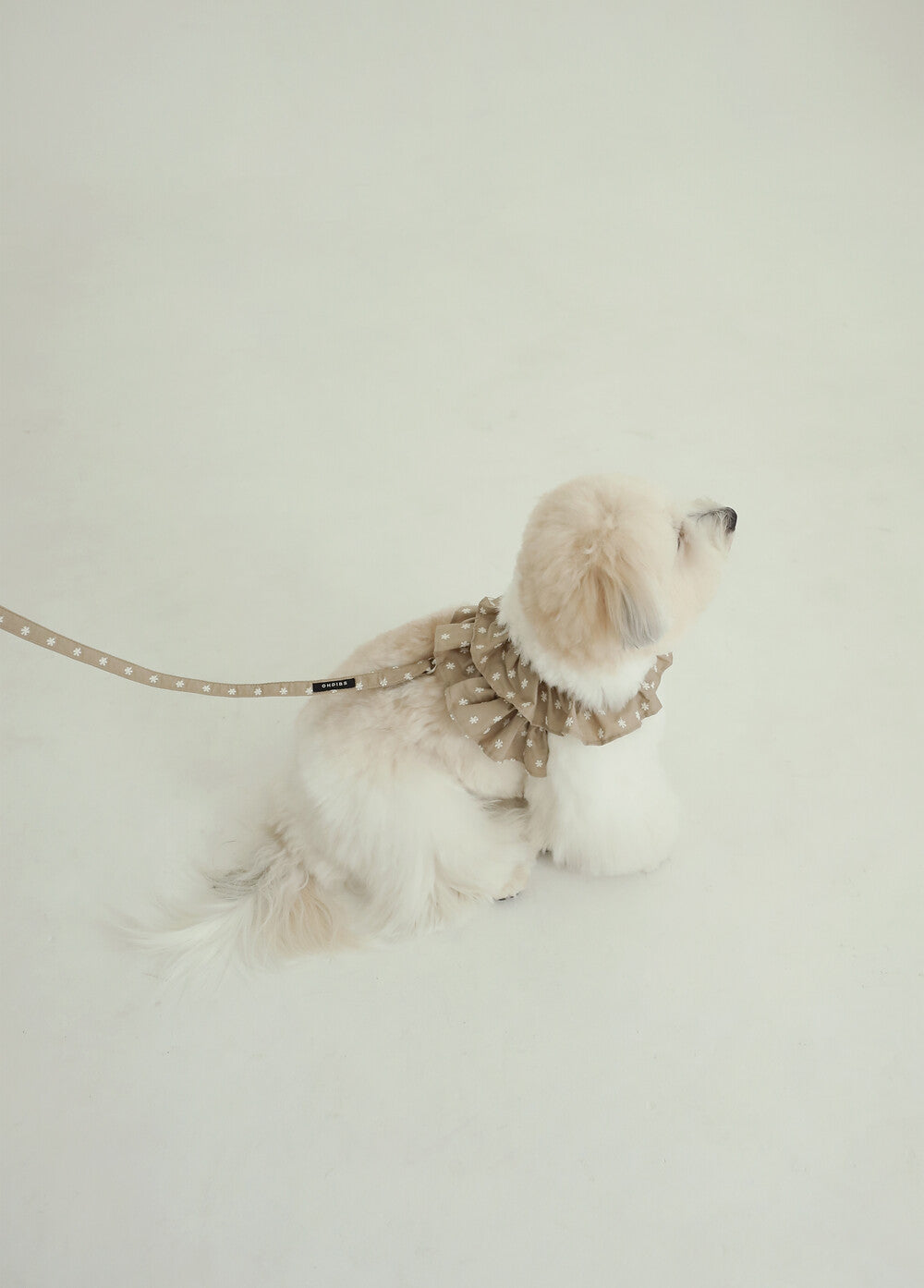 【予約】CAPENESS NO.23 _ Beige