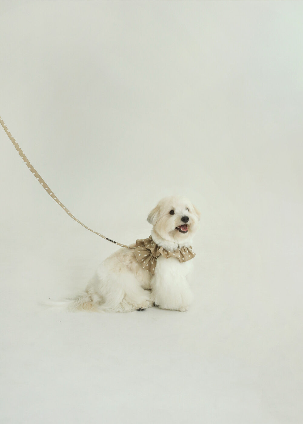 【予約】CAPENESS NO.23 _ Beige