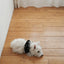 【予約】CAPENESS NO.24 _ Black
