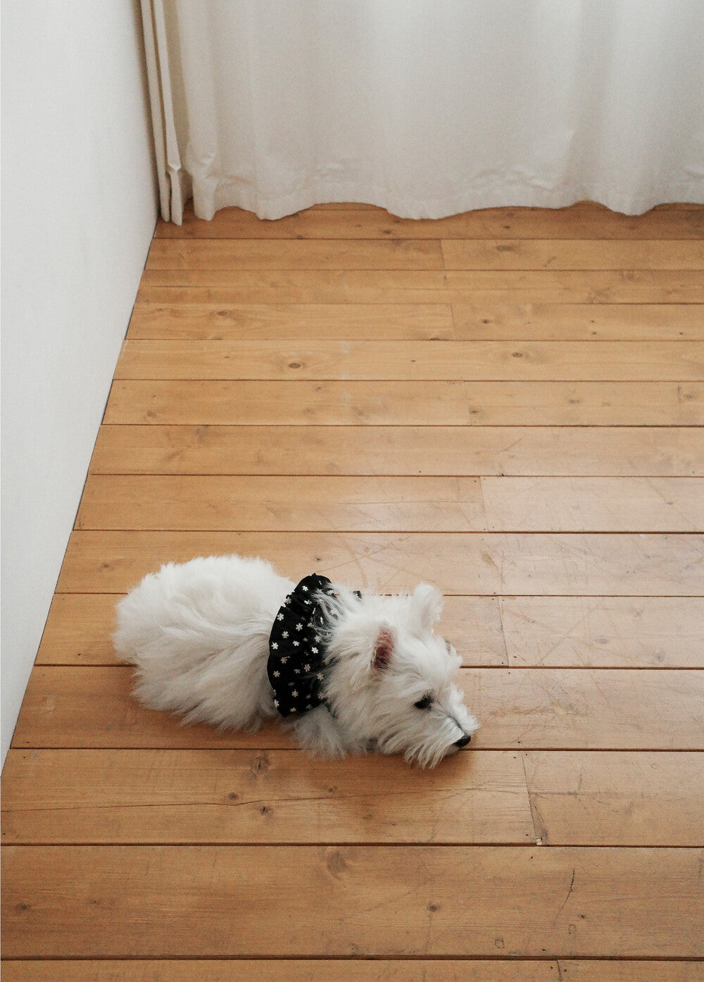 【予約】CAPENESS NO.24 _ Black