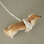 【予約】capeness no.6 leash