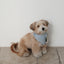 【予約】Tiny Love Scarf
