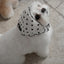 【予約】Tiny Love Scarf