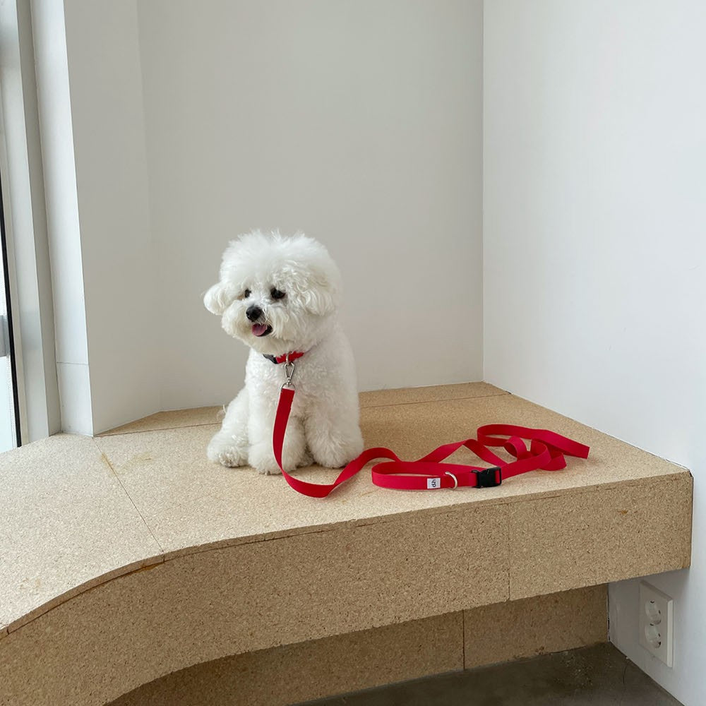 【一部即納】Basic color collar & handsfree leash