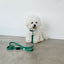 【一部即納】Basic color collar & handsfree leash