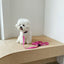 【一部即納】Basic color collar & handsfree leash
