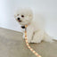 【予約】jelly bear collar