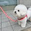 【予約】jelly bear harness