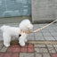【予約】jelly bear harness