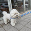 【予約】jelly bear harness