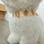 【予約】jelly bear harness