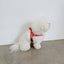 【予約】jelly bear harness