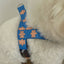 【予約】jelly bear harness