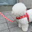 【予約】jelly bear harness