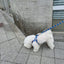 【予約】jelly bear harness