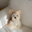 【予約】Terry bear vest & hat