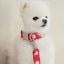 【一部即納】heart bongbong collar